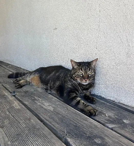Chat Perdu 34 Hérault - Levy Chat Perdu 34 Hérault - Levy