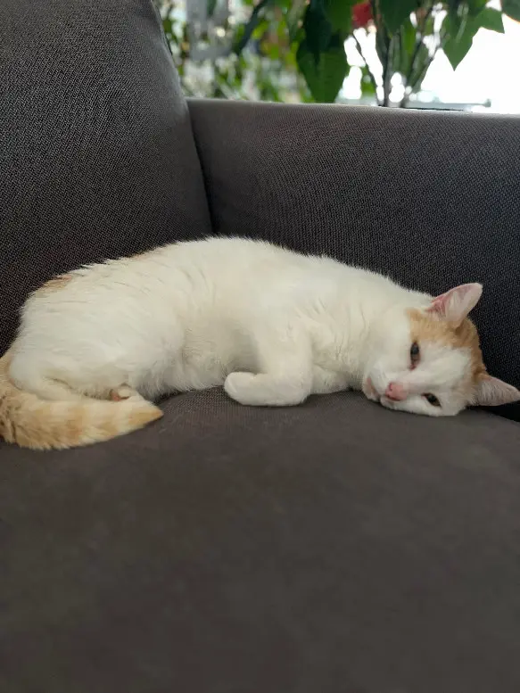 Chat Perdu 34 Hérault - Lilo Chat Perdu 34 Hérault - Lilo