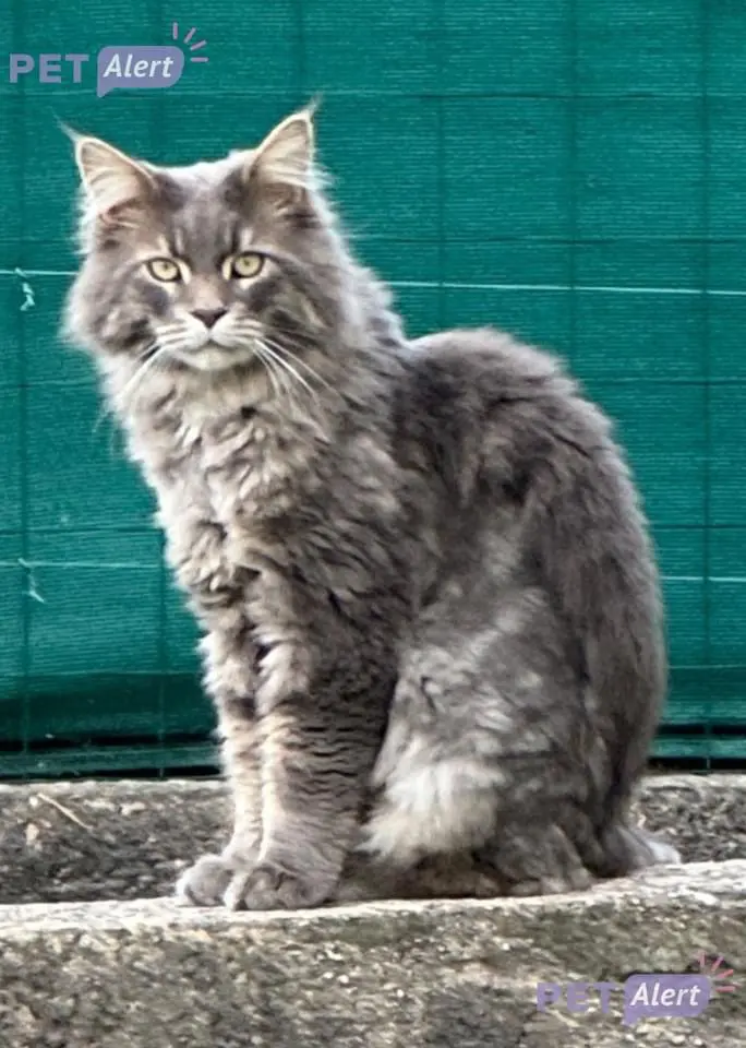 Chat Perdu 34 Hérault - Logan Chat Perdu 34 Hérault - Logan