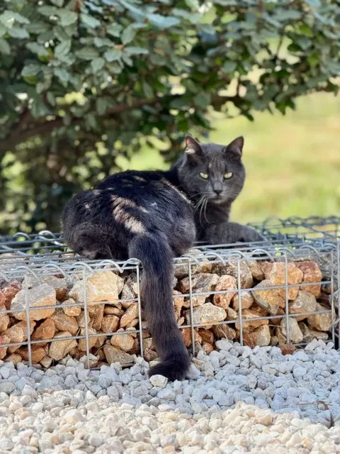 chat lost   34160 Saint-Geniès-des-Mourgues Loki