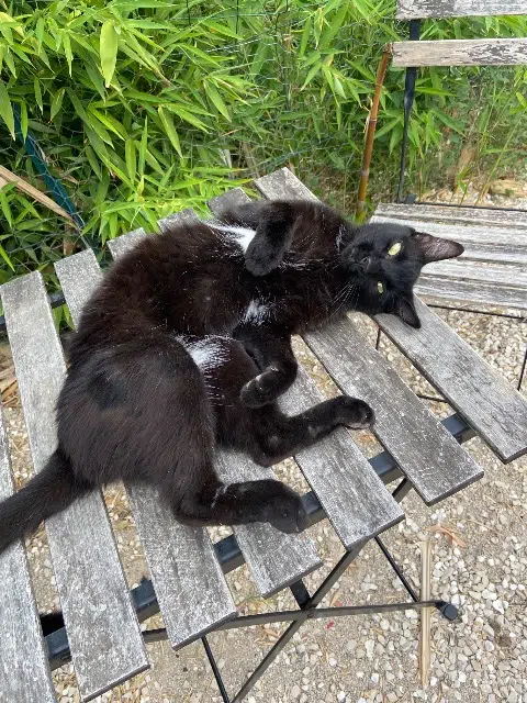 chat lost   34380 Saint-Martin-de-Londres Loulou