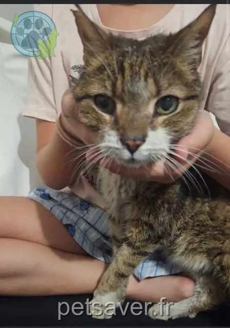 cat lost 34500 Béziers Loustick cat lost 34500 Béziers Loustick