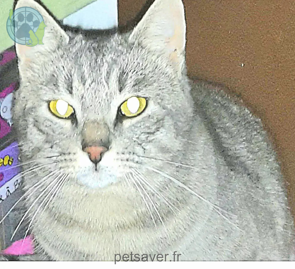 Chat Perdu 34 Hérault Chat Perdu 34 Hérault