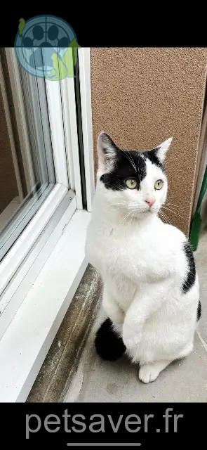 gato perdido 34200 Sète Mahé gato lost 34200 Sète Mahé