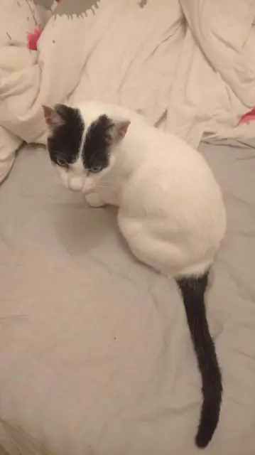 chat lost   34150 Arboras Maika