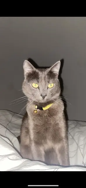 chat lost   34300 Agde Maki