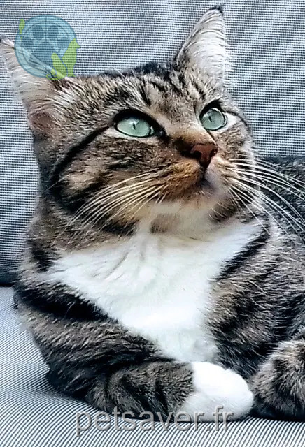 Kater vermisst 34500 Béziers Malo Kater lost 34500 Béziers Malo