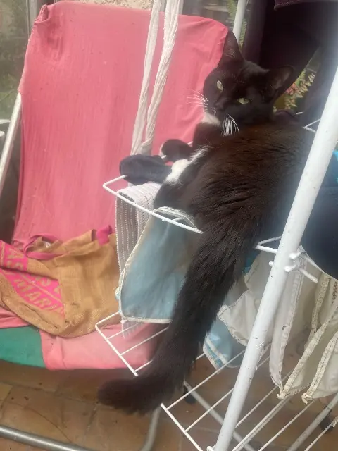 chat lost   34400 Lunel Maow Swan