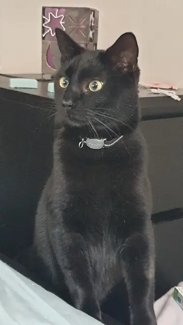 chat lost   34490 Saint-Nazaire-de-Ladarez MERLIN