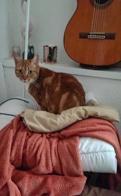 chat lost   34150 Gignac Miel