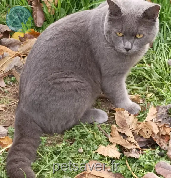 Chat Perdu 34 Hérault - Mitsu Chat Perdu 34 Hérault - Mitsu