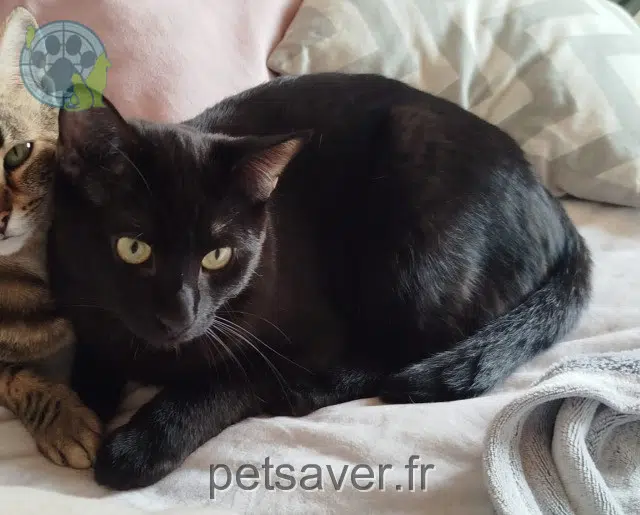 cat lost 34830 Clapiers Moka cat lost 34830 Clapiers Moka