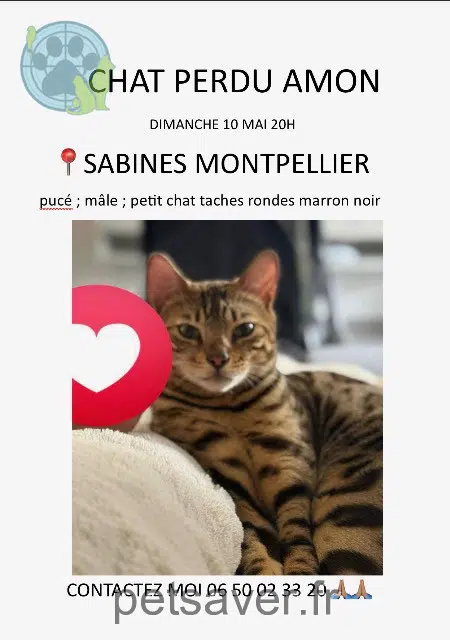 cat lost Montpellier Amon cat lost Montpellier Amon