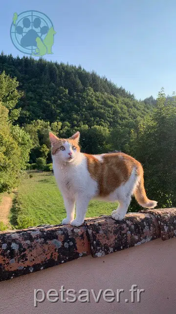 chat lost    Montpellier Auguste