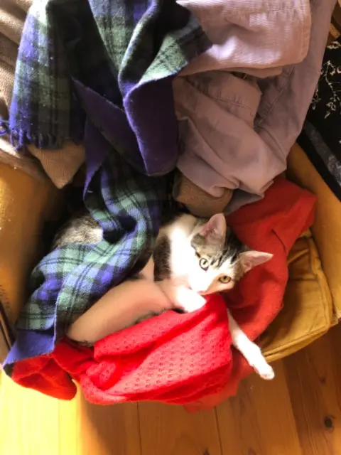 cat lost    Montpellier BEAUX YEUX