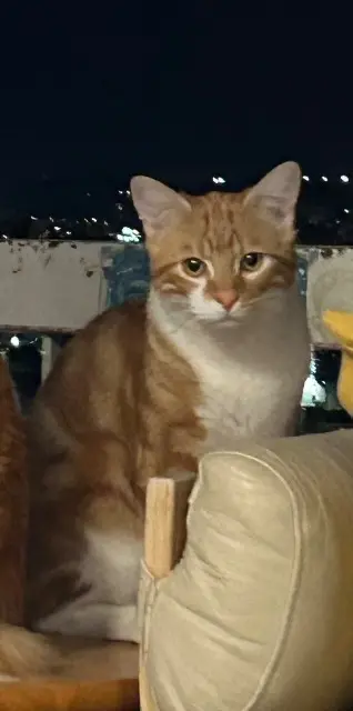 chat lost    Montpellier Boruto