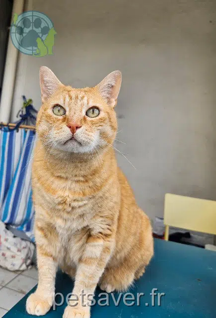 gato lost Montpellier Caramel