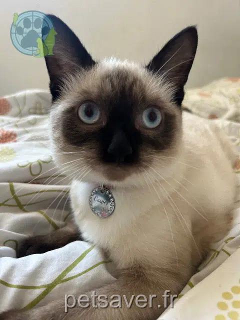 chat lost    Montpellier Casper