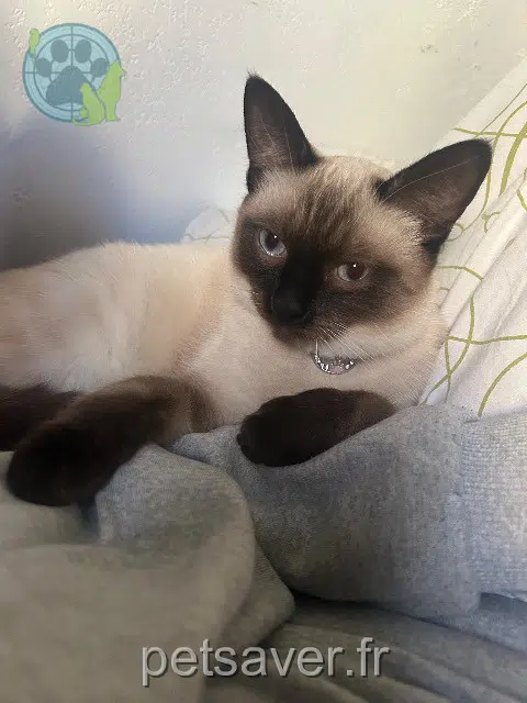 chat lost    Montpellier Casper