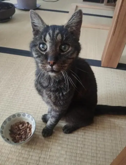 chat lost    Montpellier CHAMAN