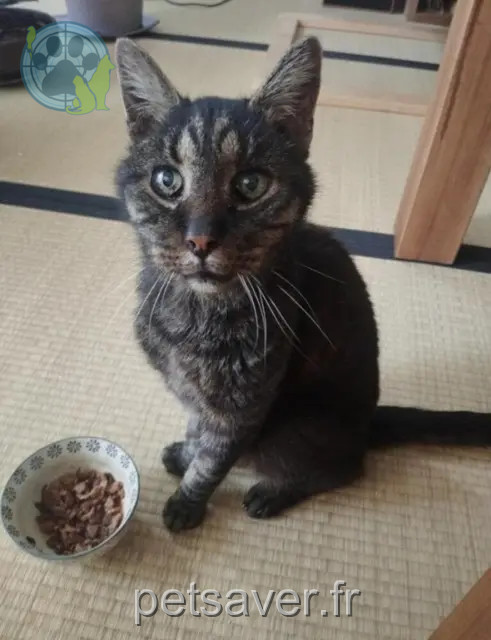 gato perdido Montpellier CHAMAN gato lost Montpellier CHAMAN