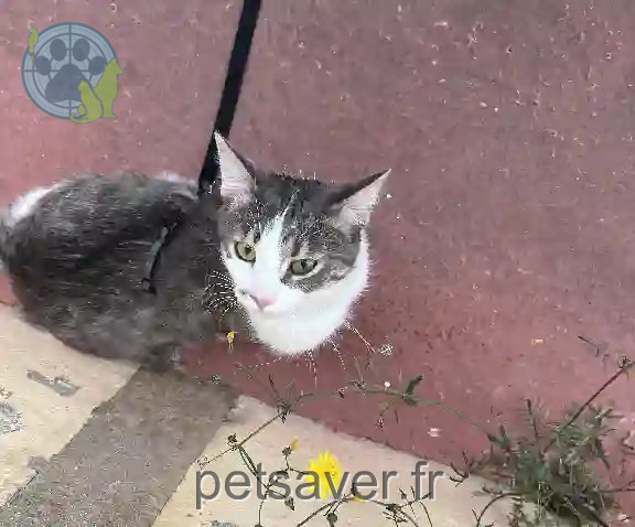 Chat Perdu 34 Hérault Montpellier - Charli Chat Perdu 34 Hérault Montpellier - Charli