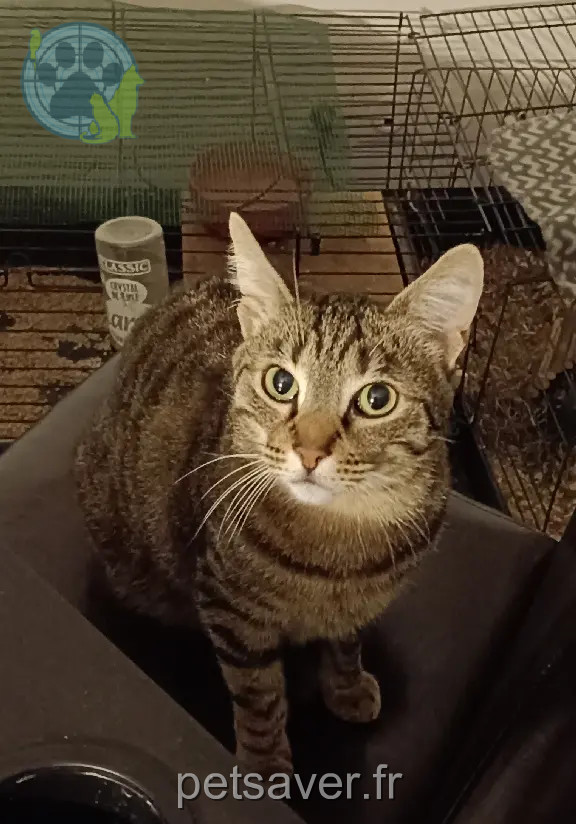 Chat Perdu 34 Hérault Montpellier - Chipou Chat Perdu 34 Hérault Montpellier - Chipou