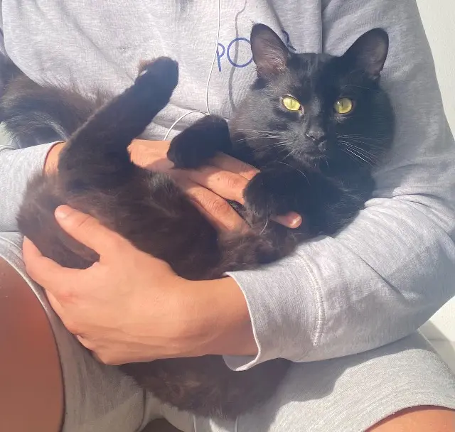 chat lost    Montpellier CHIRBA