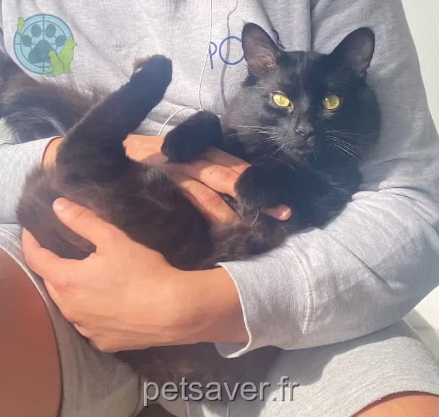 cat lost Montpellier CHIRBA cat lost Montpellier CHIRBA
