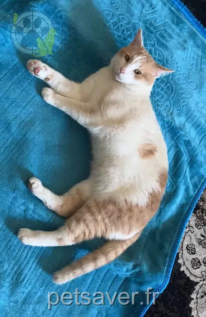 gato perdido Montpellier Cookie gato lost Montpellier Cookie