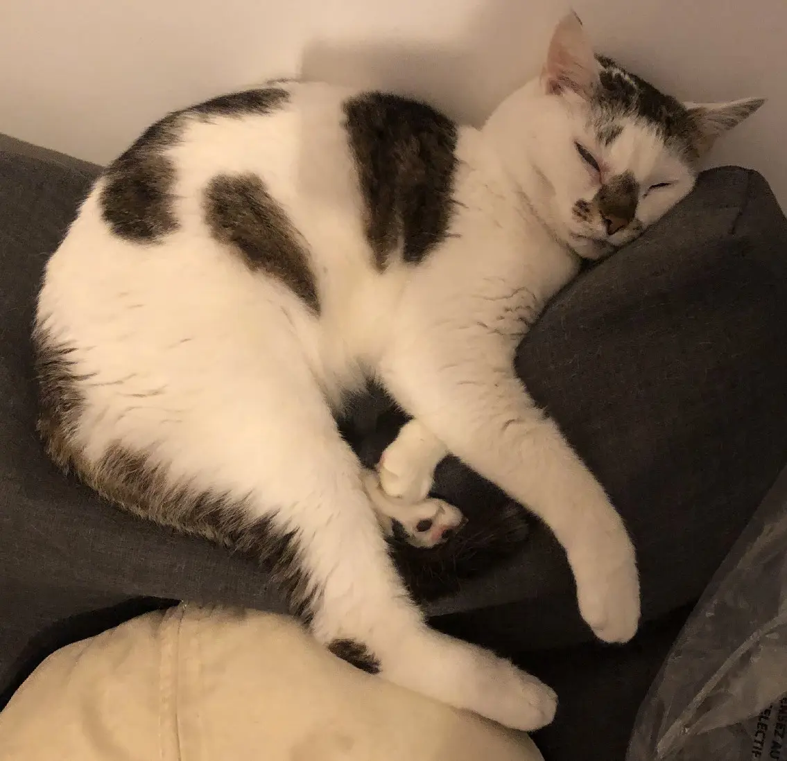 Chat Perdu 34 Hérault Montpellier - Doom Chat Perdu 34 Hérault Montpellier - Doom