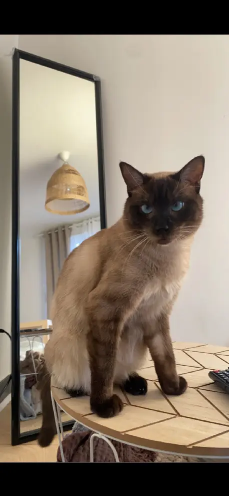 Chat Perdu 34 Hérault Montpellier Chat Perdu 34 Hérault Montpellier