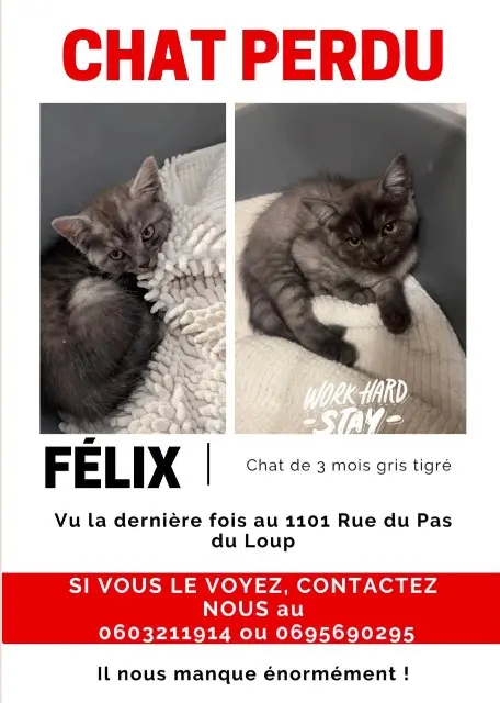 chat lost    Montpellier Felix