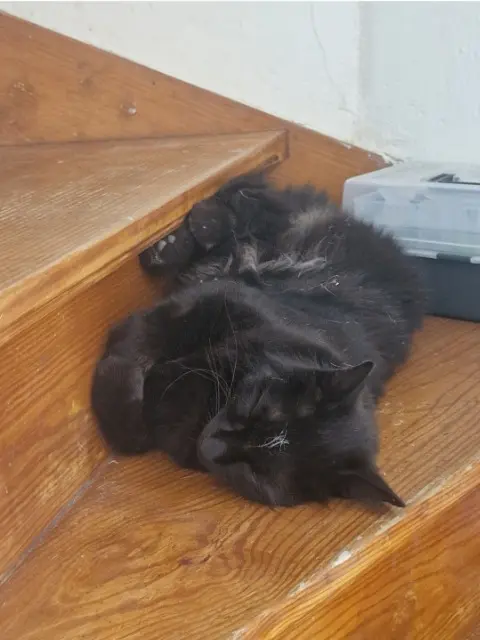 chat lost    Montpellier Flash