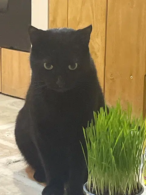 chat lost    Montpellier Flouppy