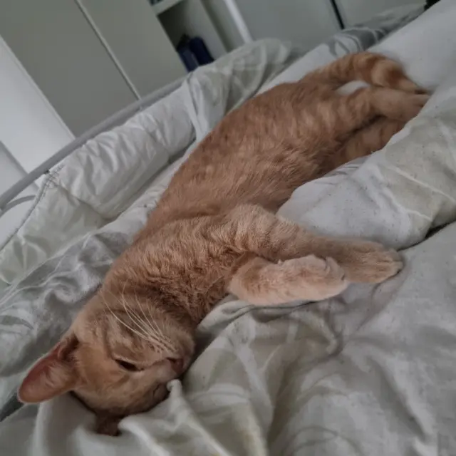 chat lost    Montpellier Garfield