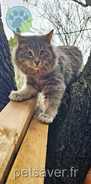 Gribouille