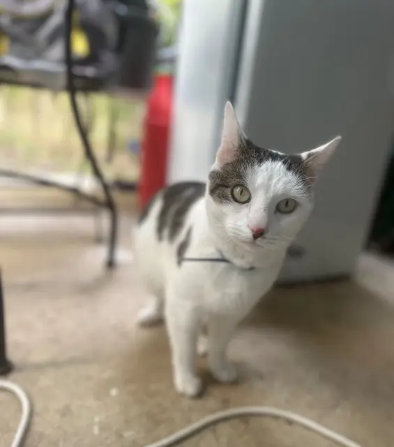 chat lost    Montpellier Haku