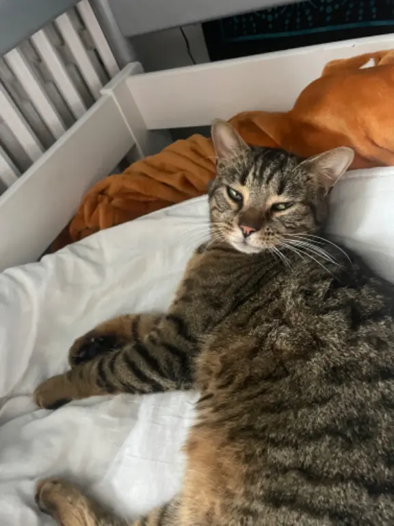 Chat Perdu 34 Hérault Montpellier - Hana Chat Perdu 34 Hérault Montpellier - Hana