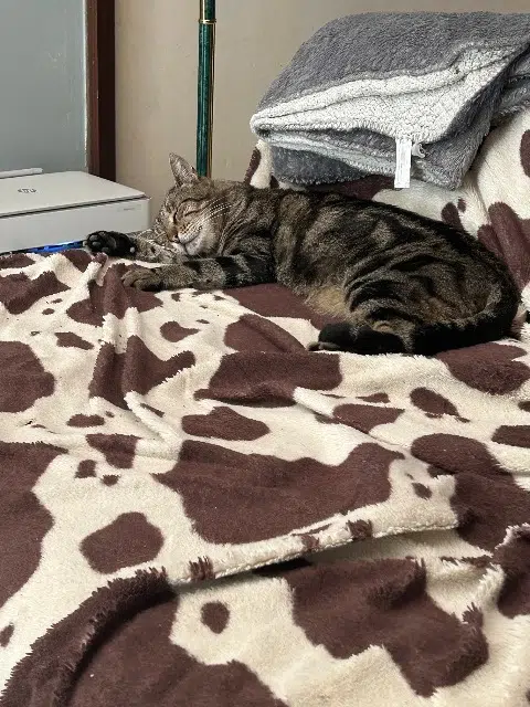 chat lost    Montpellier Jumper