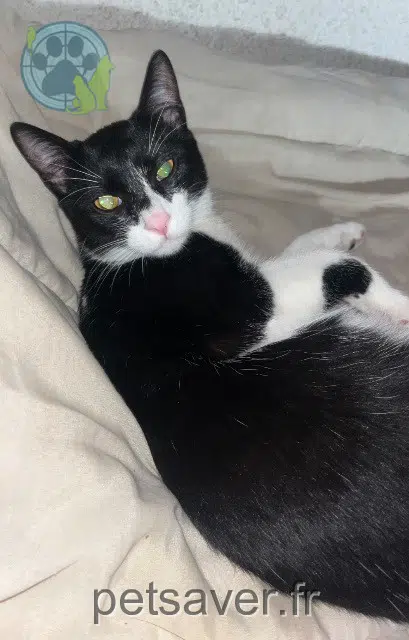Kater lost    Montpellier Junior