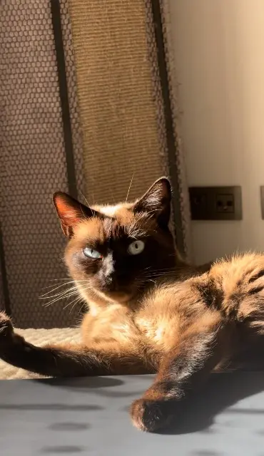 chat lost    Montpellier LYLO