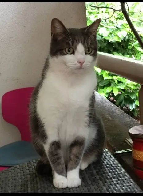 chat lost    Montpellier Marley