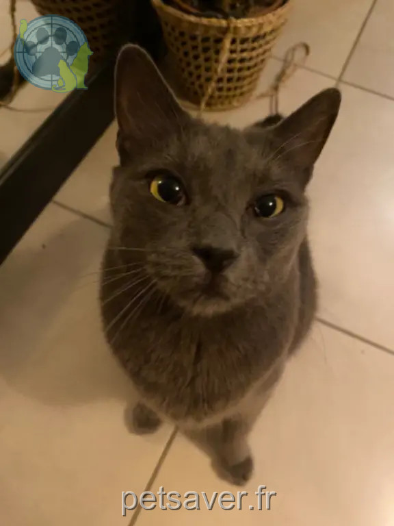 Chat Perdu 34 Hérault Montpellier - Milo Chat Perdu 34 Hérault Montpellier - Milo