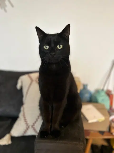 chat lost    Montpellier Minko