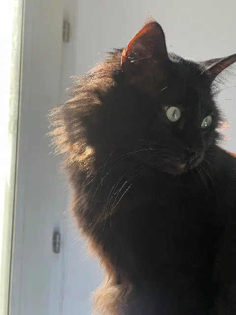 chat lost    Montpellier Minouch