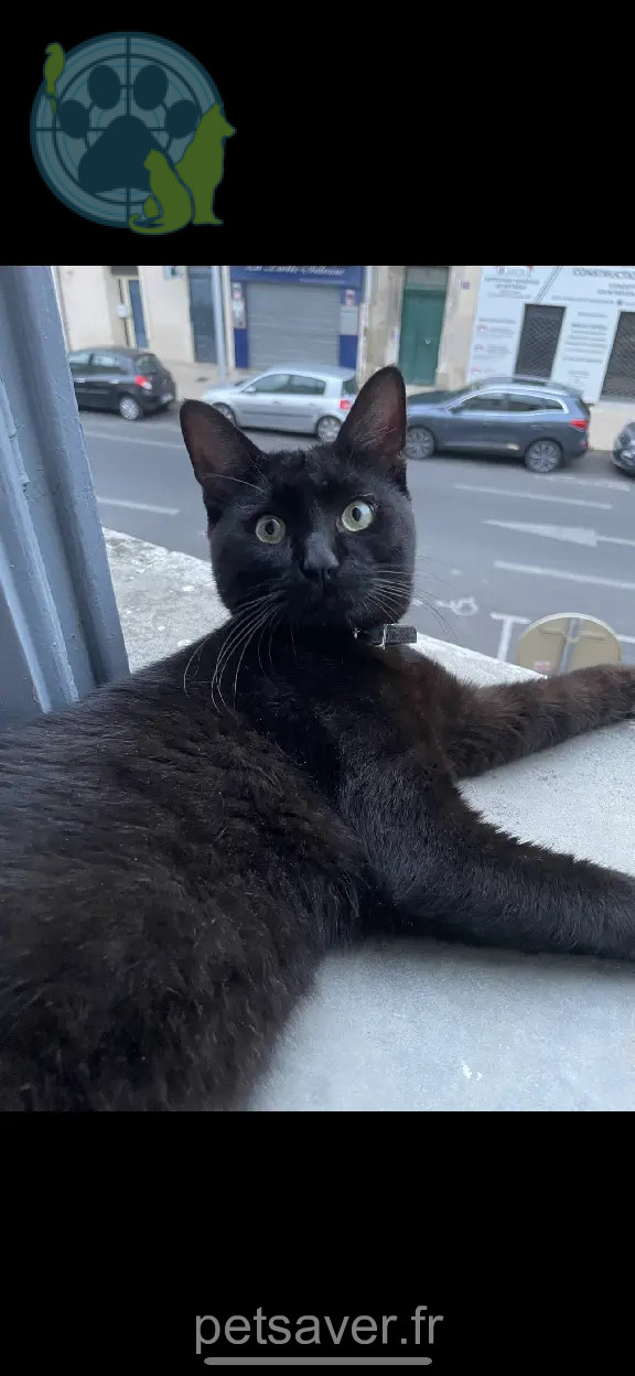 Chat Perdu 34 Hérault Montpellier - Minus Chat Perdu 34 Hérault Montpellier - Minus