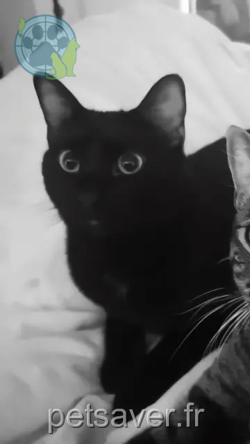 kater vermist Montpellier Moka kater lost Montpellier Moka