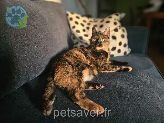 chat lost    Montpellier Muffin