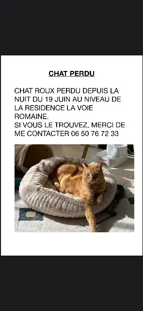 chat lost    Montpellier Mushu
